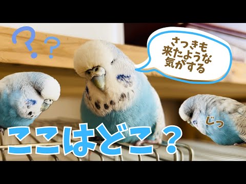 毎日同じ場所を確認するジャンボセキセイインコ - YouTube