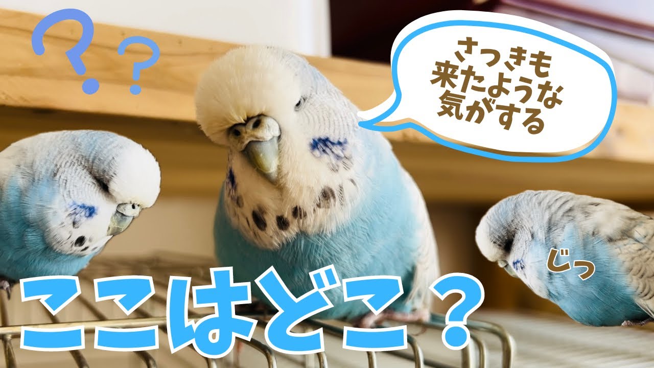 せきせいいんこ YouTube