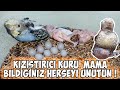 MUHABBET KUŞU KIZIŞTIRICI MAMA YAPMA TAKTİKLERİ 👍🏼