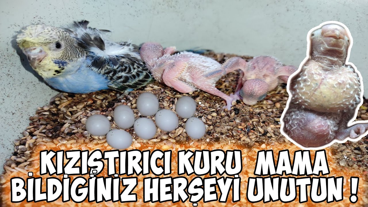 MUHABBET KUŞU KIZIŞTIRICI MAMA YAPMA TAKTİKLERİ 👍🏼