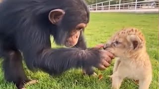 Funny Monkey Videos Compilation 2020 🐵 [Funny Pets]