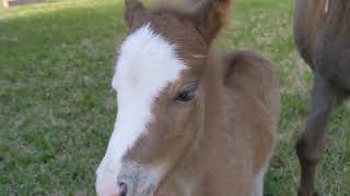 Rosie's new baby - Wlid Flower