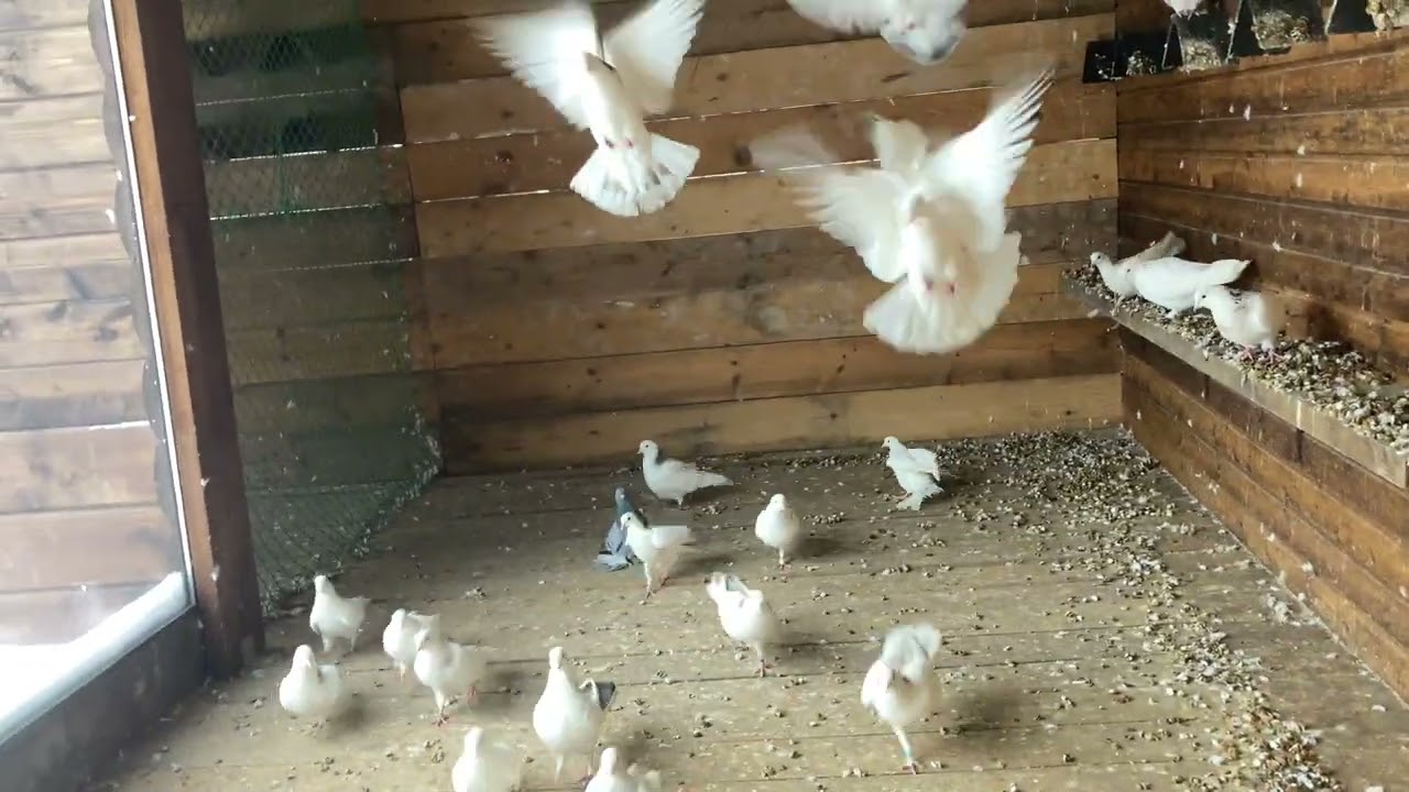 25 ноября 2023 г.