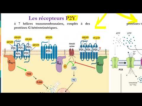 Vidéo: Par rapport aux récepteurs ionotropes et aux récepteurs métabotropes ?