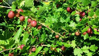 5 Reasons to Grow Gooseberries