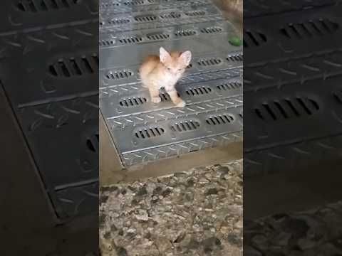 어려도 너무 어린 불쌍한 애기들ㅠㅠ어쩌려고 태어나버렸니...