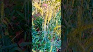 My Village #DreamTrackAI punjabi Soft Music #pindvloge