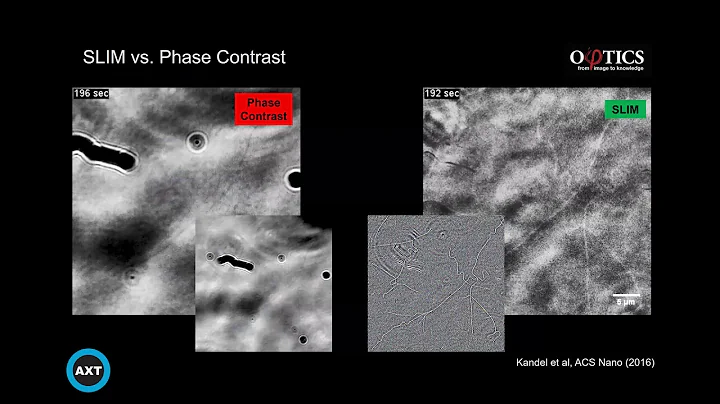 Label-Free Quantitative Phase Imaging of Live Cells and Tissue