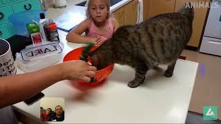 Reaction To Try Not To Laugh At Funny Cats