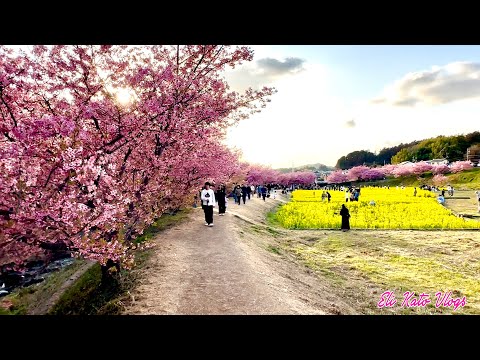 2026 Hamamatsu Sakura Matsuri /Cherry Blossom [Eli Kato Vlogs] #flower #springseason