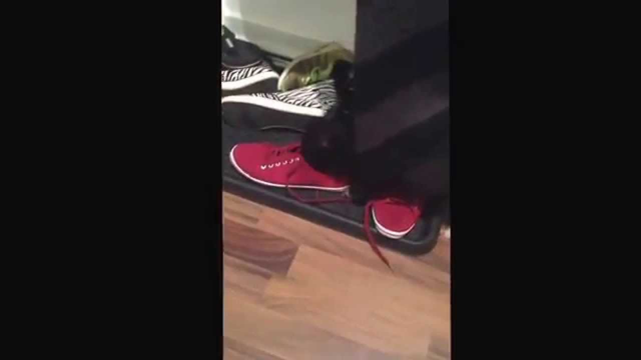 Shoes smell just as great.... Schuhe riechen einfach so toll XD YouTube