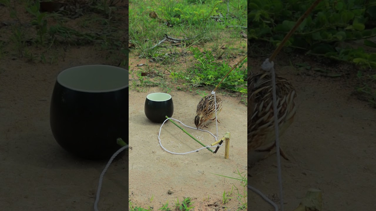 Super Creative idea to trap quail 
