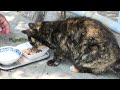 林崎散歩道ベンチ地域猫2026 5 15a