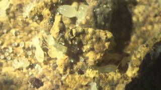 The Olamo-Fungal Gardens Of Goa-Part Ii- Macrotermes Nymph Activity