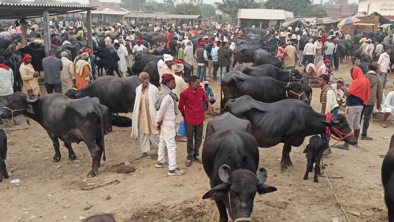 सस्ती दाम में बिक रही भैंसों को देख आप यही कहेंगे की भैंस हम यहीं से खरीदेंगे | Pashu Mela #Bhains