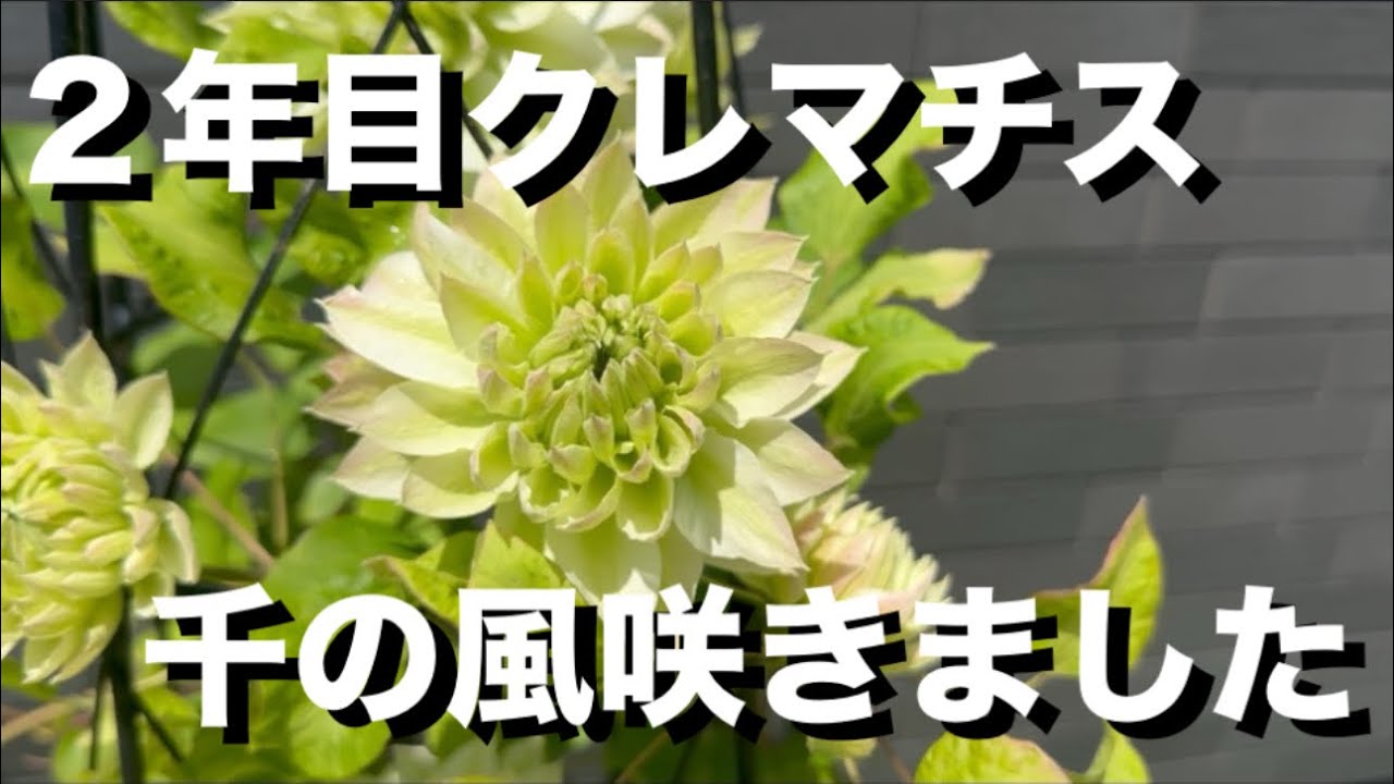 ガーデニング】2年目クレマチスが綺麗に咲きました - YouTube