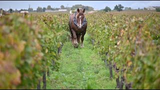 Le cheval dans les vignes