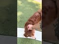 Retriever mode. 🐕 #nycdogs #puppy #goldenretriever #golden #fypシ #dogshorts #youtubeshorts #dog