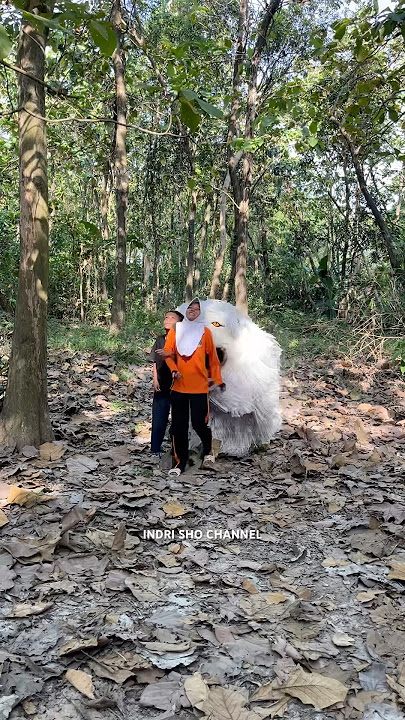Akibat pacaran dikebun jadi di ganggu can macanan