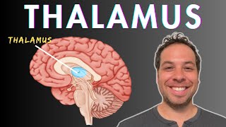 What is the Thalamus?  Sensory Processing, Consciousness, Attention