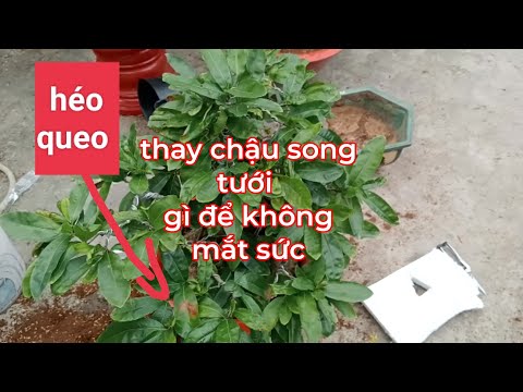 Video cây mai tại sao phải thay chậu - youtube