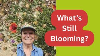 10-Min Fall Wildflower Walk for Garden Ideas