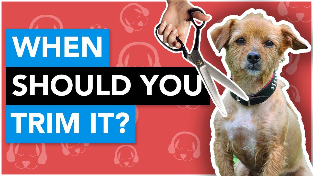 When Should You Trim Your Dogs Fur? YouTube