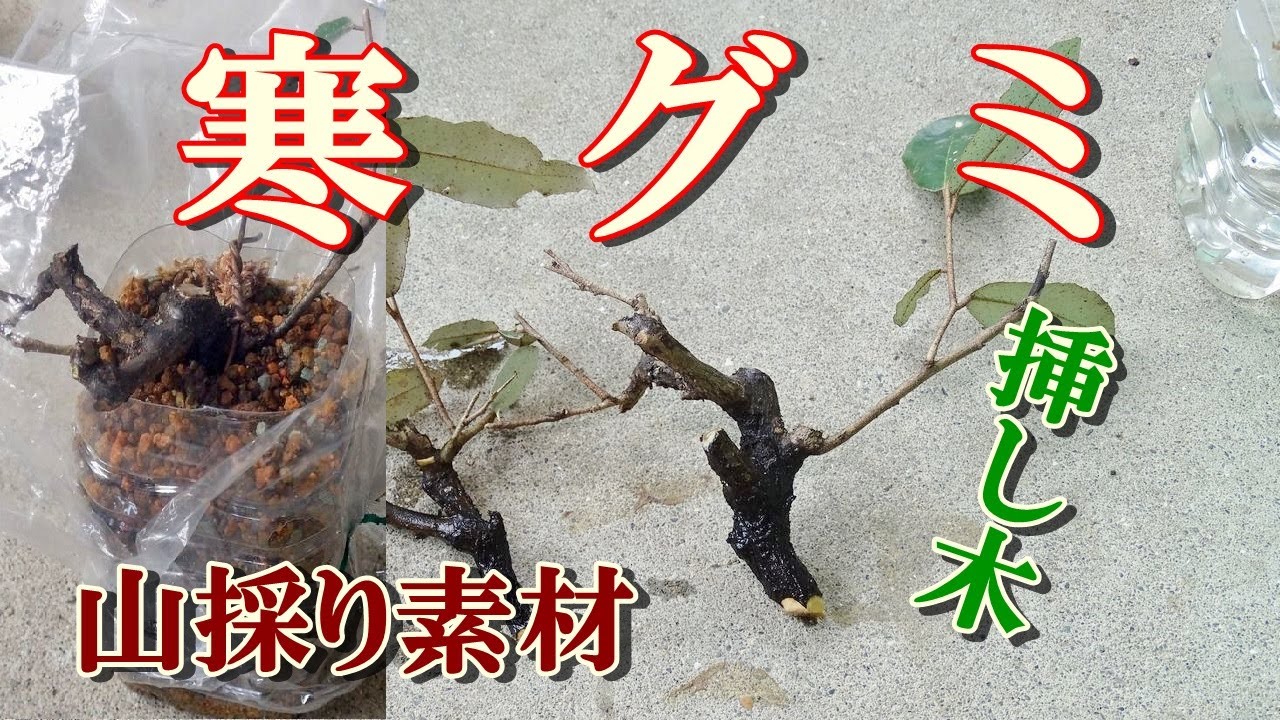 SUN 乾漆小鉢揃(五点 見込堆漆研ぎ出し)未使用 新品同様 リサイクルショップ ティファナ / 漆器