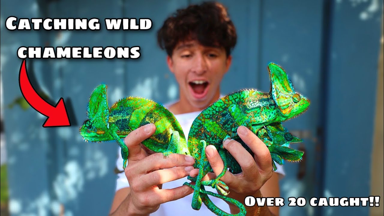 CATCHING South Florida's most EXOTIC LIZARDS! (INSANE!) YouTube