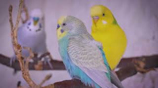 Adorable Baby Rainbow Budgies Sing for the First Time in the Aviary!