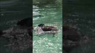 Une tortue marine retrouve la liberté ! #voyage #histoire #documentaire