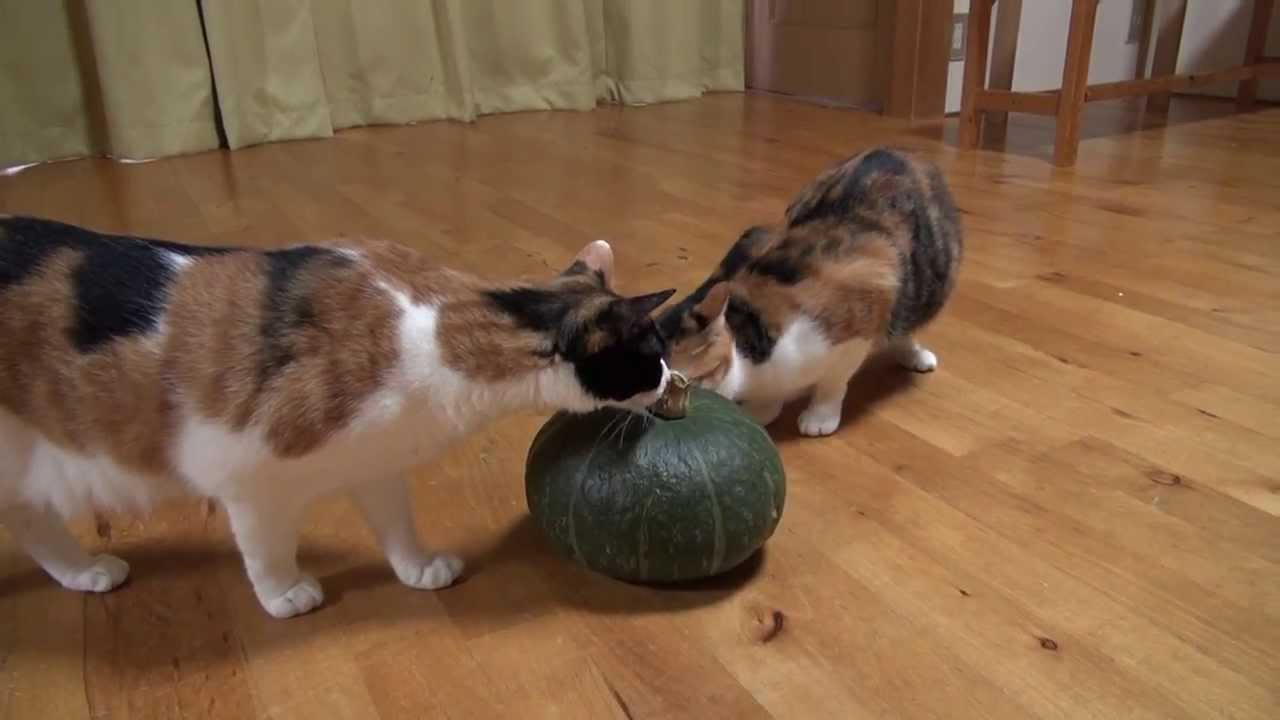 大きなカボチャと猫たち Youtube