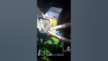 Nuôi ốc bươu đen - ốc nhồi còn là nghề hót ở nông thôn | ốc bươu đen đồng tháp