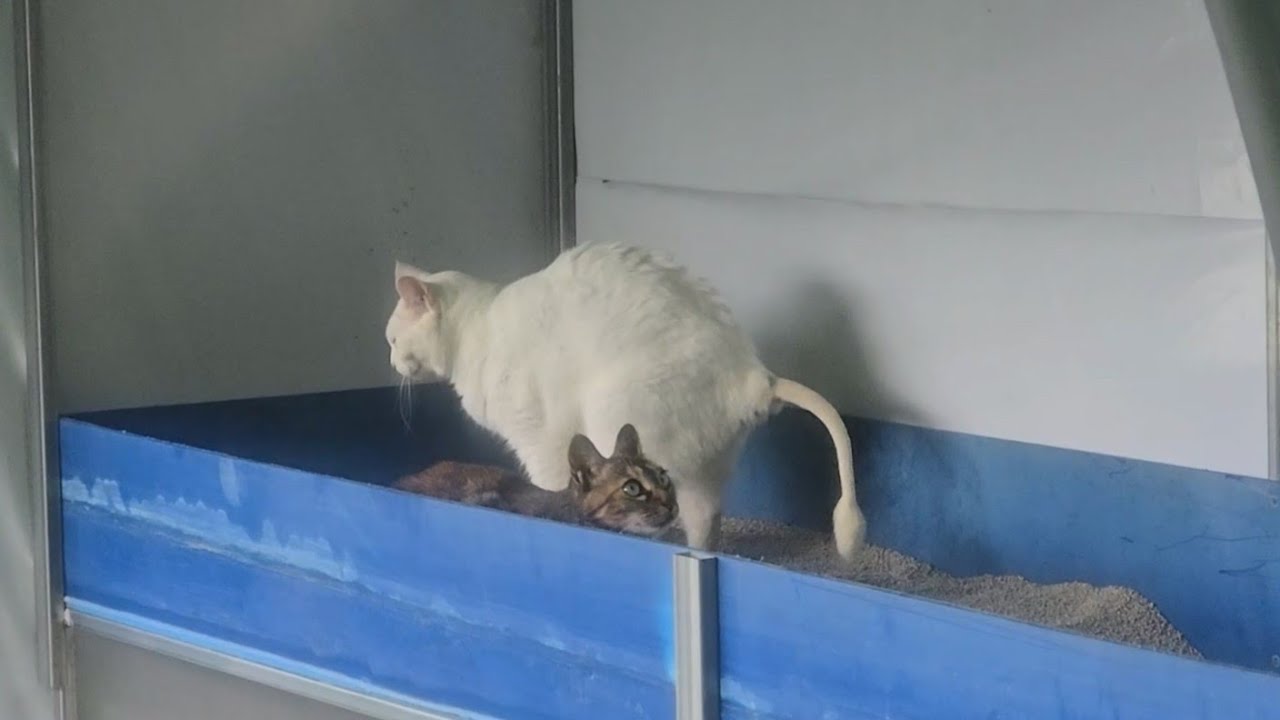 나 없는 동안 별일 없길 바라며 화장실 만들기