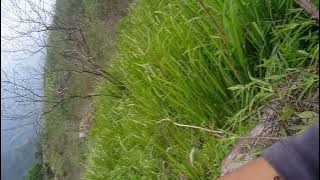 suara cigun betina di alam liar memanggil lawan,pikat cigun paling jitu,suara pikat cigun anti zonk,