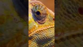 Credissimo Сбъдва Суми Участвай И Може Да Спечелиш