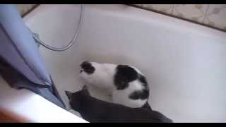 Die Katzen und das Wasser ^^ by Mondschein 92 201 views 9 years ago 2 minutes, 21 seconds