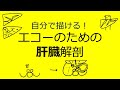 エコーのための腹部解剖　肝臓と消化管の意外な位置関係