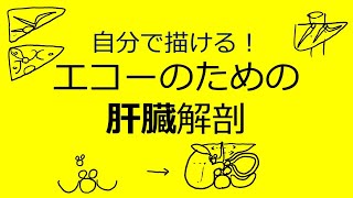 エコーのための腹部解剖　肝臓と消化管の意外な位置関係