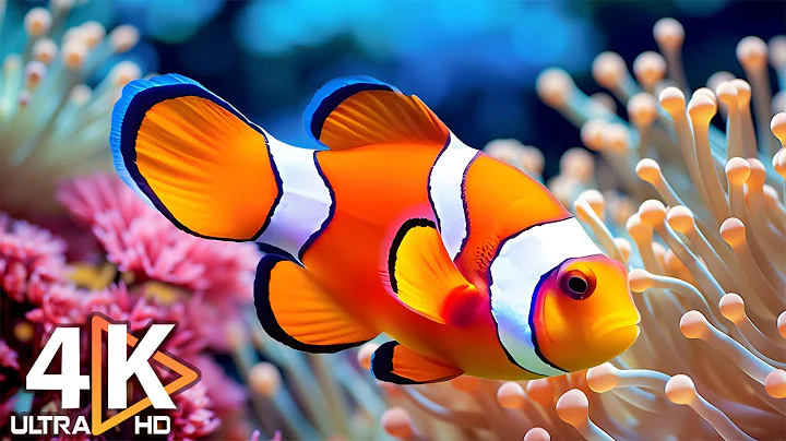 Aquarium 4K (ULTRA HD) 🐠 Beautiful Coral Reef Fish & Jellyfish - Soothing Sleep Music #11