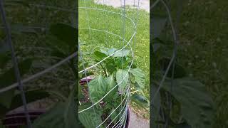 The Veggies