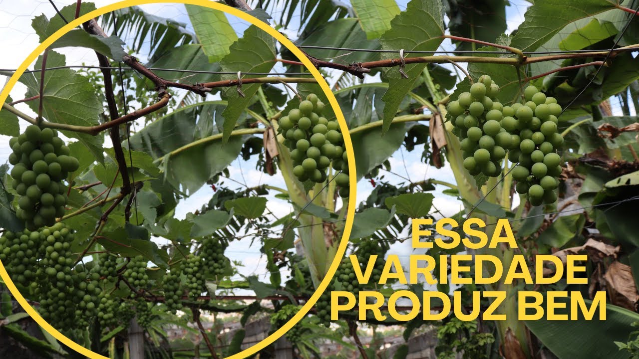 VIDEIRA BORDÔ PRODUZINDO MUITO