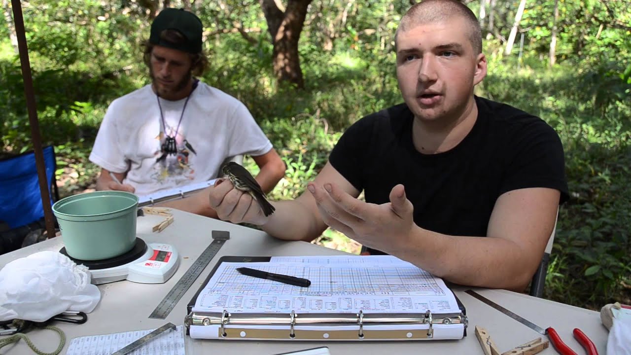 Recaptured Northern Waterthrush