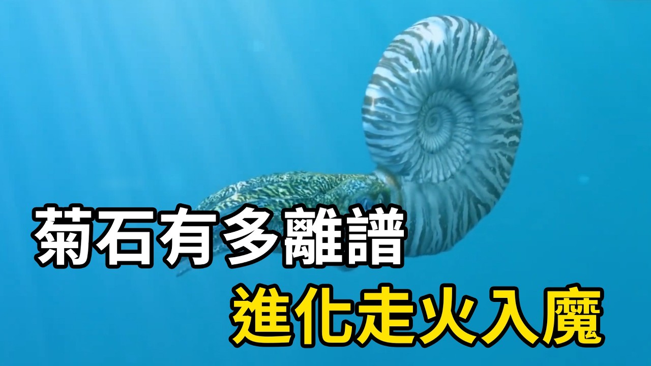 菊石：把自己進化玩脫的古生物，竟未消失在歷史裡！ | #紀錄片 #有趣   #動物 #知識  #生物