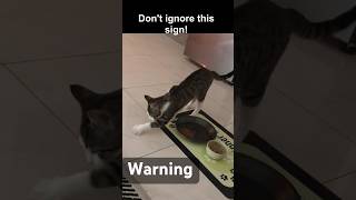 This Cat Behavior Reveals a Hidden Problem #cat #petbehavior #shorts