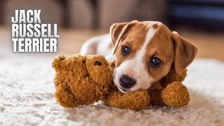 Jack Russell Terrier: Amazing Facts Every Dog Lover Must Know by Nature's Creatures 1,394 views 4 months ago 3 minutes