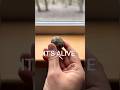 This “Rock” Is Alive And You Can Grow It Indoors