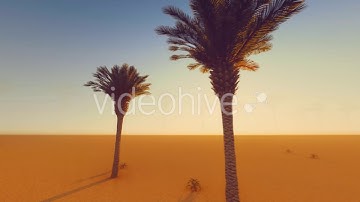 Royalty Free Motion Graphics | Palm Trees at Sunset