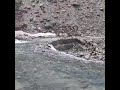 HIMALAYA THIN ICE 2019