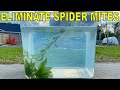 How To Kill Spider Mites Permanently